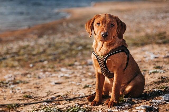 Jak správně krmit Labradora pro udržení ideální váhy