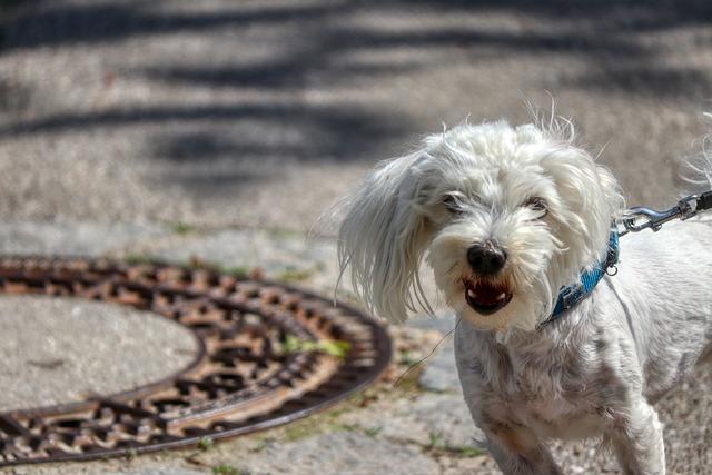 Poradenství pro majitele: Kdy vyhledat veterináře