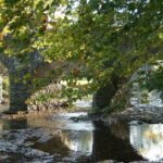 Vše o psech na jednom místě: Trénink psů, krmiva a plemena 11 16 důvodů, proč si nepořizovat pomeraniana: Na co si dát pozor