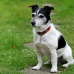 Jack Russell Křížený s Jezevčíkem: Co Očekávat od Toho To Křížence?