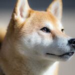 Shiba Inu x Jack Russell: Kombinace energie a inteligence