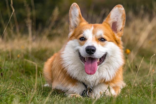 Fyzická aktivita a cvičení pro Corgiho