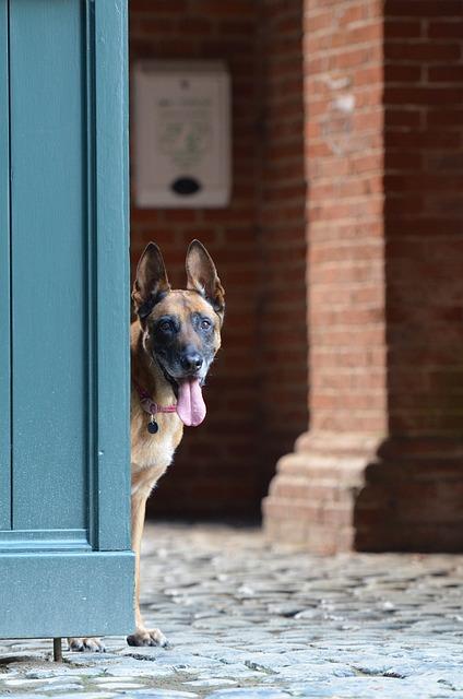 Kdy a jak začala historie plemene malinois