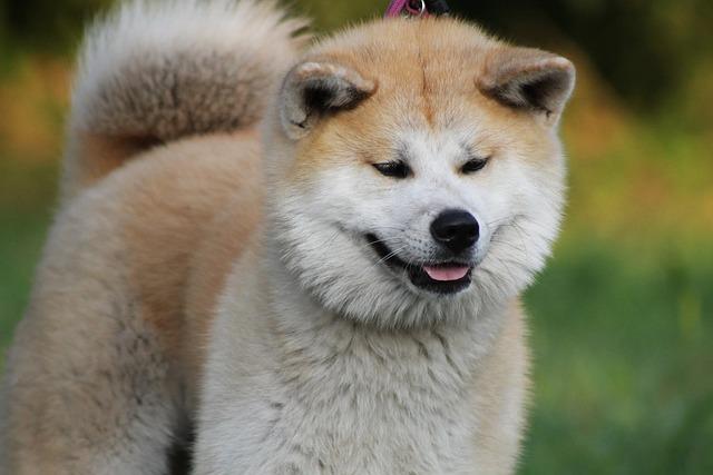 Akita Inu a jejich přirozená povaha