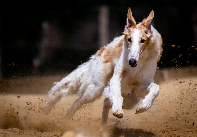 Charakteristiky červených Tibetských dog: Fyzické a temperamentové rysy