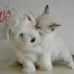 Co dělat když zemře pejsek: Jak Se Vyrovnat