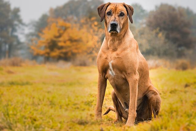 Historie a původ plemene Ridgeback