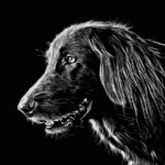 Vše o psech na jednom místě: Trénink psů, krmiva a plemena 10 Jaké Velikosti Dosáhne Kříženec Labradorského Retrívra a Border Collie: Růst a Vývoj