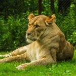 Tibetský mastif jako lev: Fascinující vzhled a chování