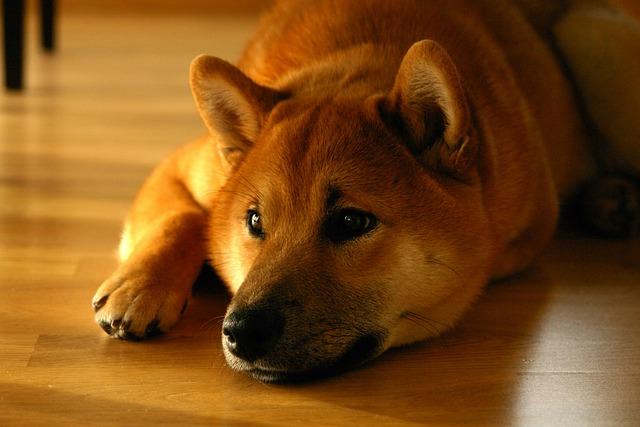 Doporučené značky krmiva‍ pro Shiba Inu