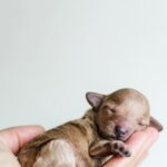 Tibetský mastif štěně cena: Investice do štěněte tibetské dogy