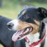 Boloňský psík procházky: Jak často a kam chodit?