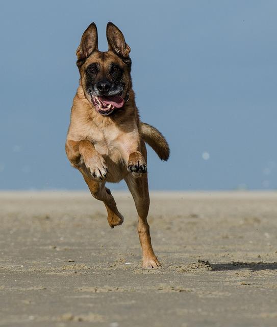 Využití belgického ovčáka malinois v různých sportech a pracovních oblastech