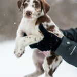 Kolik váží štěně tibetské dogy: Co očekávat během růstu