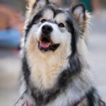 Vše o psech na jednom místě: Trénink psů, krmiva a plemena 10 Malamute vs Husky: Jaké jsou jejich osobnosti?
