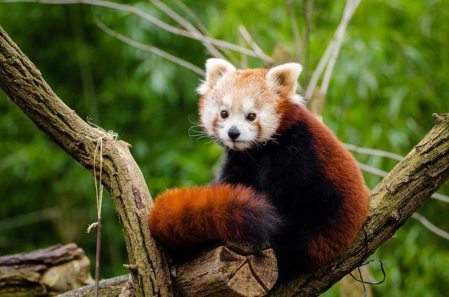 Příznaky Březosti U Akita Inu: Co ‍Očekávat