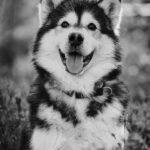 Husky vs Malamute: Které plemeno má lepší temperament?