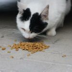 Přechod z Granulí na BARF: Krok za Krokem