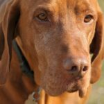 Vše o psech na jednom místě: Trénink psů, krmiva a plemena 10 Jak je velký maďarský ohař: Velikost a růstové fáze