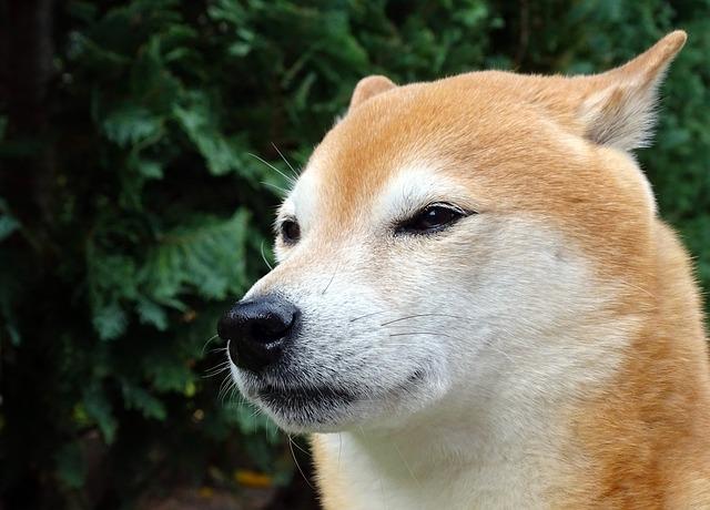 Nutriční potřeby Shiba Inu v různých životních fázích