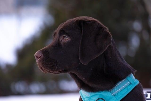 Co očekávat od péče o labradorského retrívra po jeho zakoupení