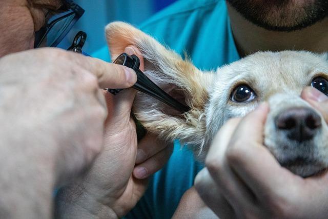 Zkušenosti a rady majitelů: Jaké jsou úspěchy v léčbě ušního svrabu