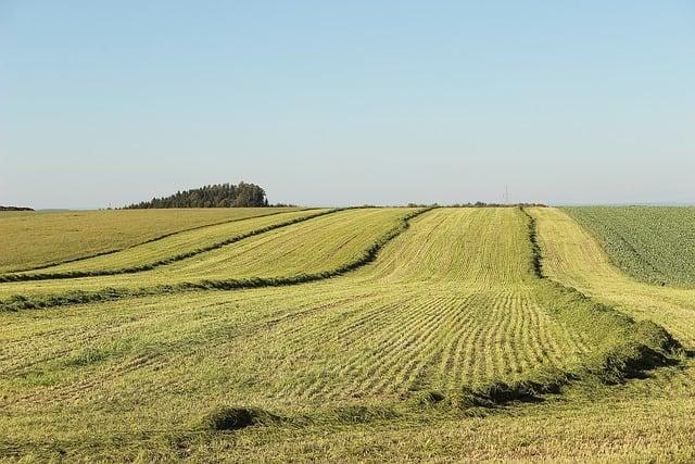 Výchova a školení: Jak se liší přístup k fene a psu