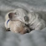 Vše o psech na jednom místě: Trénink psů, krmiva a plemena 12 Kdy Se Rodí Štěňata Zlatého Retrívra: Průvodce Porodem