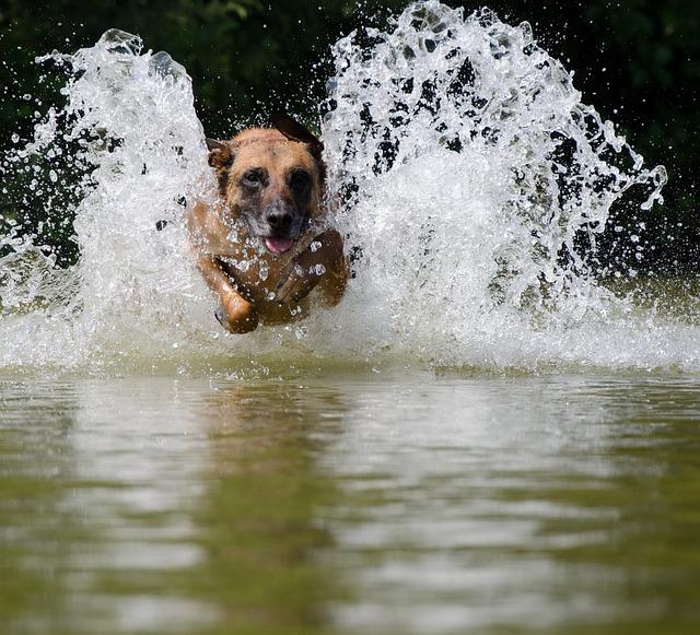 Malinois v akci: Případové studie úspěšného nasazení