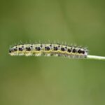 Tibetská doga standard: Oficiální pravidla a požadavky pro chov