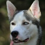 Alaskan Husky vs Wolf: Kdo je divočejší?