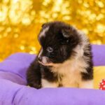 Kaše pro štěňata: Nejlepší recepty a tipy na výživu