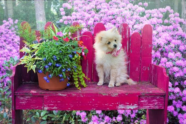 Chovatelská stanice pomeranian: Úvod do‍ světa malých ‌chundelatých kamarádů