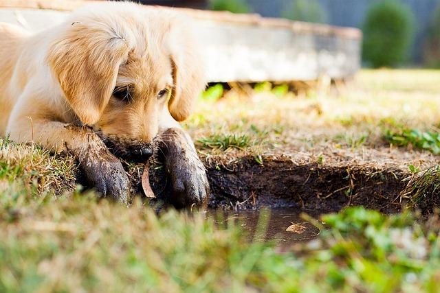 Kdy se poradit s veterinářem o hmotnosti štěněte