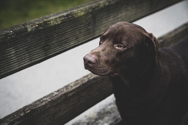 Sledování pokroků a úpravy v péči o Labradora