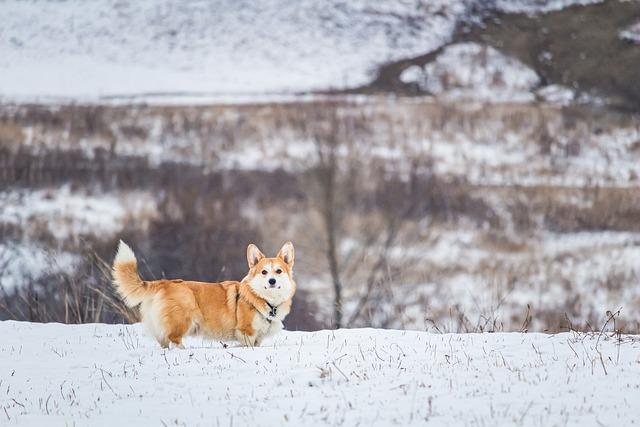 Aktivity a hry: Jak zabavit Pembroke Welsh Corgi