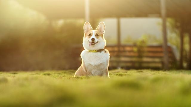 Corgi v kultuře a populární médii