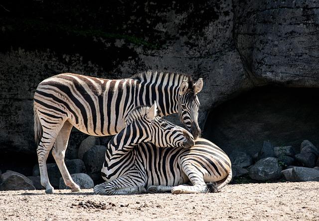 Pravidla a doporučení pro návštěvu zoo se psem