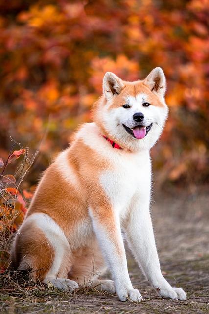 Jaká je‌ povaha plemene Akita?