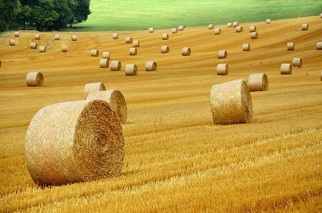 Péče o gravidní fenu a její štěňata: tipy a rady