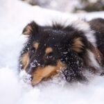 Kolik se dožívá pejsek: Průměrná Délka Života