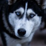 Borderka vs Husky: Který pes je aktivnější?