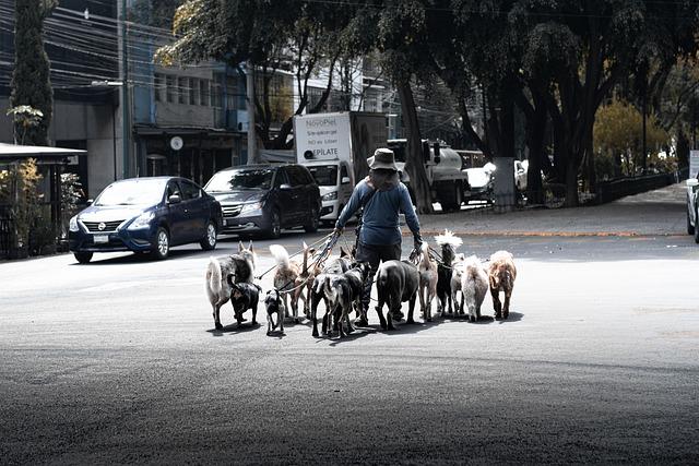 Výchova šťastného a zdravého⁣ Pomeriana ​od samého⁣ začátku