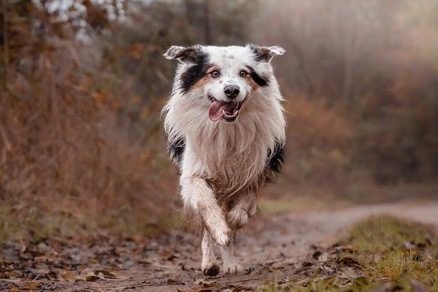 Pohled veterinářů na léčbu epilepsie u border kolií