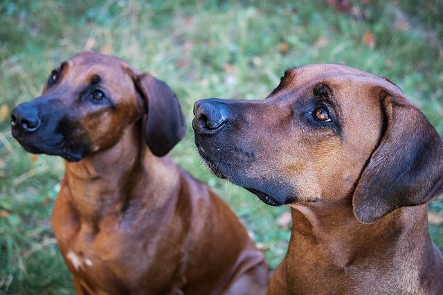 Zdravotní rizika a péče o Ridgeback fenu