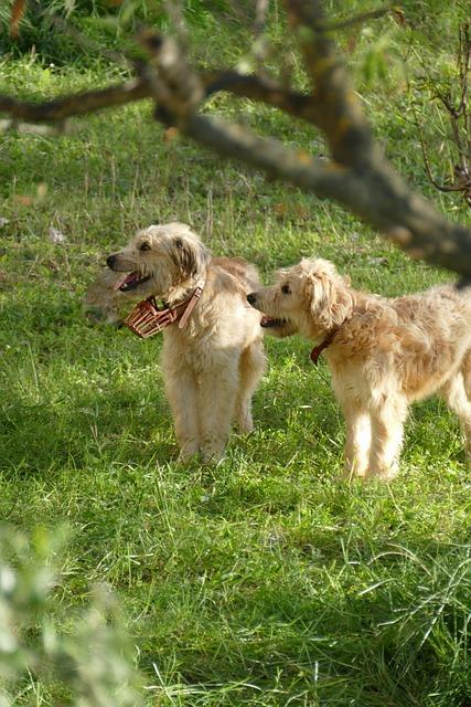 Náhubky a jejich důležitost pro tibetské dogy