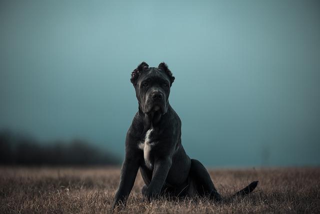 Péče o zdraví Bandog fenky: Co byste měli vědět