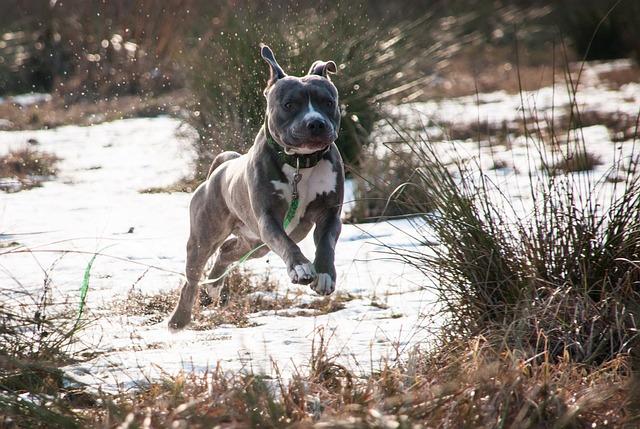 Amstaff fena: Úvod do charakteristiky plemene