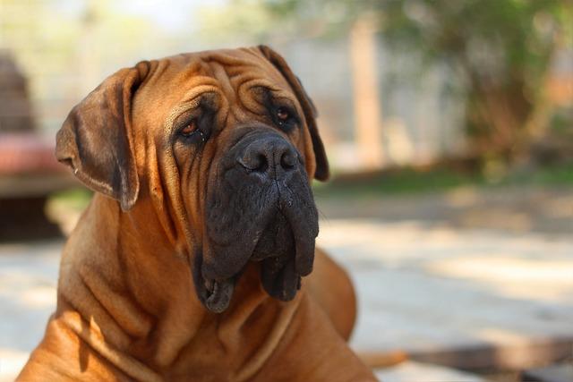 Jak vybrat správnou Boerboel fenu pro vaši rodinu