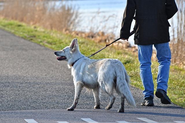 Vytvoření pravidelného režimu venčení a jeho význam